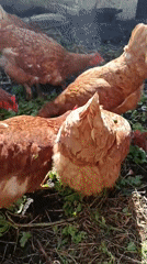 Chickens and dried herbs at a Russian countryside homestead