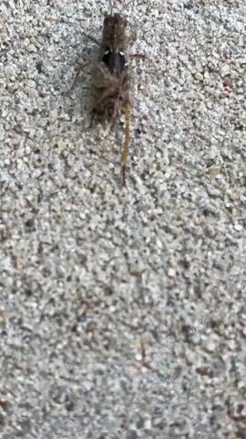 A close-up, overhead shot shows a grasshopper on a textured concrete surface. The grasshopper is positioned vertically in the frame, facing upwards. Its body is brown and black with some lighter markings on its back. Its long, thin hind legs are extended downwards, and its antennae are visible. The concrete surface is a pale gray color with small, dark pebbles embedded in it, creating a rough texture. The lighting is bright, casting a shadow behind the grasshopper. The video pans slightly downwards.