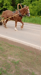Horse cart and beetle sightings documented in Фоки, Russia