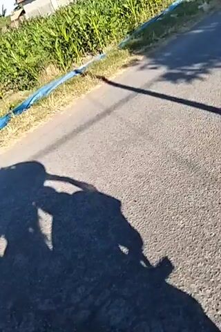 The video shows a first-person perspective of someone moving along a paved road. The road is lined with vegetation, including what appears to be a field of crops like corn or rice. On one side of the road, there are buildings with tiled roofs. The sky is clear and blue, indicating a sunny day. There is a shadow of what could be a vehicle or a person on a bicycle or motorcycle on the road. The camera is tilted, giving a dynamic and slightly disorienting view of the surroundings. The scene appears to be rural, with agricultural land and residential structures visible. There is no explicit interaction or dialogue captured in this short clip.