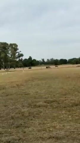 The video shows a grassy field on an overcast day. Several dark cattle are scattered in the distance, grazing. In the foreground, a mottled brown and white horse is also grazing. There is a simple wire fence running horizontally through the field. Some trees are visible in the background. A palm tree trunk briefly comes into view at the end of the video. A person speaks in Spanish in the background, saying “The only cattle I have.”