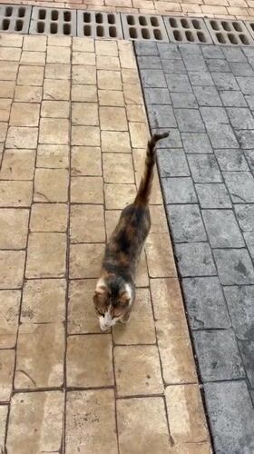 Calico cat spotted on paved area in Podgorica