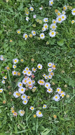 Spring walk documented through A Coruña's coastal flora and architecture