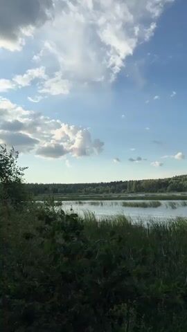 The video pans right across a serene natural landscape under a bright blue sky dotted with white clouds. In the foreground, dark green foliage and tall, swaying reeds dominate the left side of the frame. Beyond this, a calm body of water stretches out, with more reeds and vegetation visible along its edges. In the distance, a dense, lush green forest forms the horizon. The right side of the frame reveals a weathered wooden jetty extending into the water, providing a clear vantage point into the scene. The overall impression is one of tranquility and natural beauty, with the gentle movement of the reeds and water suggesting a light breeze.