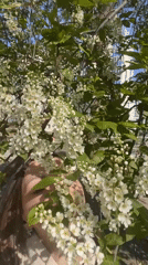 Woman photographs spring blossoms in Krasnoyarsk park at dawn
