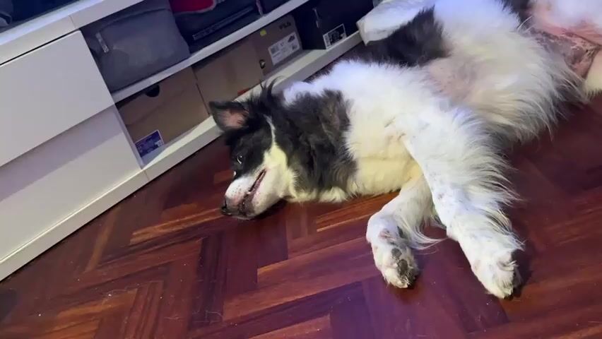 A medium shot shows a black and white dog lying on its side on a wooden floor. The dog's head is turned to the left, and its eyes are open. Its mouth is slightly open, revealing its teeth. The dog's fur is long and shaggy. Behind the dog, there is a white cabinet with shelves. The shelves contain boxes and other items. The lighting in the room is dim, with some purple light visible. The camera is slightly tilted.