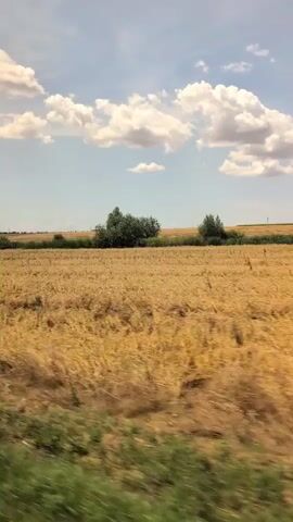 This is a video recording of a rural landscape viewed from a moving vehicle, likely a train or car. The scene is dominated by a vast, golden field of ripe grain, possibly wheat or barley, stretching towards the horizon. The field is dappled with shadows, indicating the movement of clouds across the sky.

In the background, a line of trees forms a dark green border along the edge of the field. A few larger, denser clumps of trees are scattered throughout the landscape, adding depth and visual interest. The sky is a clear blue, dotted with fluffy white cumulus clouds that are illuminated by the sun.

The foreground is blurred due to the motion of the camera, showing green foliage and dry grass, suggesting the vehicle is traveling alongside a road or track bordered by vegetation.

The time of day appears to be late morning or early afternoon, given the bright sunlight and the shadows cast by the clouds. The weather is fair and sunny, typical of a summer day. The overall mood of the video is peaceful and serene, capturing the essence of a journey through an agricultural landscape. There is no visible text in the video. The location context of Mihail Kogălniceanu, Romania, suggests a specific geographical setting within a region known for its farmlands.