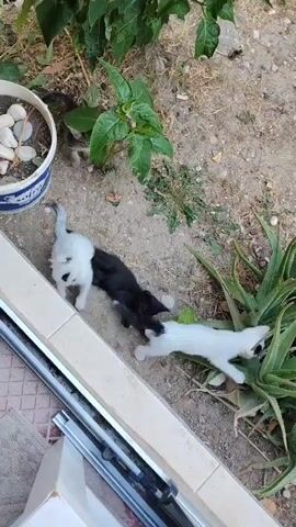 The video shows several kittens playing in an outdoor area. In the foreground, a black and white kitten is interacting with a white kitten. Behind them, a white kitten with a black spot on its head is near some plants. Further in the background, another kitten is partially visible near a plant pot. The ground appears to be dirt and gravel, with some greenery and plants around. A white ledge or windowsill is visible along the bottom left of the frame.