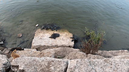 Afternoon at an Israeli nature park: turtles, towers, and citrus trees