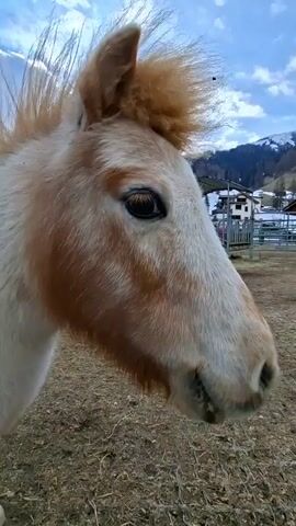 Here is a description of the video:
A close-up video shows a light-colored pony in a grassy paddock. The pony has a thick mane with reddish-brown coloration. The pony is seen from the side and then faces forward, snorting and looking directly at the camera. Behind the pony is a metal fence, some buildings, and snow-covered mountains. Another pony is visible in the background. The sky is blue with white clouds. The ground in the paddock is covered with dry grass and hay.