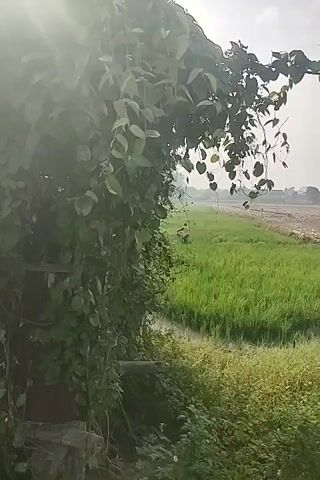 This is a vertical video of a rice paddy with a person in the distance harvesting the crops. The video begins with a close-up of lush green foliage in the foreground, obscuring a portion of the frame. As the camera pans slightly, the expanse of the rice paddy is revealed, with the farmer diligently working amidst the vibrant green stalks. The sky above is overcast, casting a soft, diffused light over the entire scene. The overall impression is one of rural tranquility and agricultural labor under a muted sky.