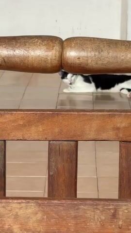 The video shows a black and white cat lying on a tiled floor under a wooden bench. The camera is positioned behind the bench, framing the cat between the bench's legs and armrests. The cat is lying down, looking towards the camera.
