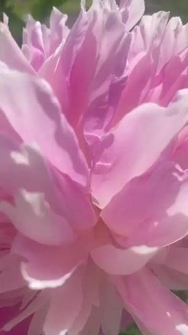 The video captures a close-up view of pink peonies blooming in a garden. The camera pans across the flowers, highlighting their delicate petals and vibrant colors. In the background, green foliage and sunlight create a soft, natural ambiance. The video focuses solely on the beauty and tranquility of the garden.