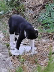 Cats eat, rest, and roam a Rostov backyard in bloom