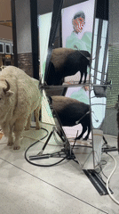Bison art installation draws attention at Kuala Lumpur luxury mall