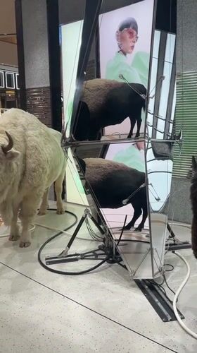 Bison art installation draws attention at Kuala Lumpur luxury mall