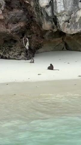 The video captures a scenic view of a tropical beach with clear turquoise water in the foreground. In the middle ground, a sandy beach is visible, backed by a large, rocky cliff face. Two monkeys are present on the sand. One monkey, on the left, is seated facing away from the camera. The other monkey, on the right, is also seated and appears to be grooming or interacting with another monkey that is partially obscured behind it. The water is gently lapping at the shore.