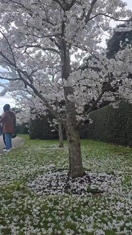The video shows a blossoming tree with small white flowers in a grassy area, with people walking on a pathway nearby. The ground is covered with fallen white petals, suggesting that the flowers are in full bloom and some have already fallen. In the background, there's a tall green hedge and other trees. The sky is visible through the branches of the tree, appearing overcast. The tree is the main focus of the video.
