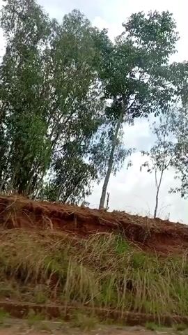 The video shows a landscape scene from a moving vehicle. The primary subjects are an earthen embankment with reddish-brown soil, various trees, and a cloudy sky.

The scene depicts a rural or semi-rural area, possibly alongside a road. On the embankment, there are patches of green grass and several types of trees. Some trees have lush green foliage, while others appear more sparse, and some distinctive, tall, succulent, cactus-like plants are visible along the ridge of the embankment. The soil is a rich reddish-brown, indicative of lateritic soil common in many tropical regions.

The sky is bright, filled with large, white, fluffy clouds against a lighter blue background, suggesting a daytime setting with good visibility. The camera pans horizontally as if moving past the landscape.

No people or explicit activities are visible, but the movement implies travel. There is audible background speech, possibly from inside the vehicle, and some indistinct ambient sounds. No text is visible in the video. The location context provided is Hoss, Nigeria.