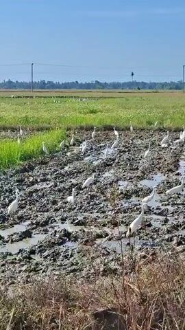 A video captures a flock of white egrets scattered across a muddy, tilled agricultural field under a clear blue sky. The egrets are mostly stationary, some standing in shallow water, while others are scattered amongst the tilled earth. In the background, a green field extends to the horizon, with a single utility pole visible in the distance. Some of the egrets take flight, their white wings spread against the sky. A close-up shot reveals a burnt tree trunk in the foreground, with greenery and more egrets visible beyond it. The video transitions to a wider shot of the field, showing more egrets feeding in the muddy soil and some flying away. The scene depicts a natural environment with birds interacting with their surroundings in a agricultural setting.