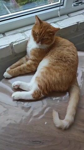 A ginger and white cat is lying on a wooden table in front of a window. The cat is facing to the left of the frame and looking out the window. The cat's body is mostly horizontal, with its front legs extended forward and its back legs tucked underneath its body. The cat's tail is curled up behind it. The window is made of white bricks and has a white blind. Outside the window, there are some green plants. The table surface is shiny and appears to be made of wood.