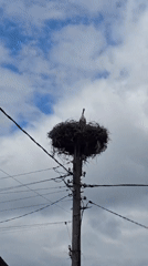 Stork nests on utility pole in Bansko residential area