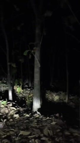 The video shows a path through a forest at night, illuminated by a flashlight or headlights. The ground is covered with fallen leaves and rocks. There are trees on either side of the path, and some of them have leaves. The overall scene is dark and somewhat eerie.