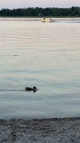 A duck swims in the foreground on a calm body of water. In the background, a small yellow boat with two people on board is moving across the water. The shoreline, covered in gray pebbles, is visible at the bottom of the frame. Trees form a dark line along the horizon behind the water. The sky appears to be at dusk.