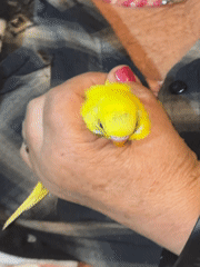 Pet birds observed in cages across Santiago