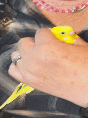 Pet birds observed in cages across Santiago