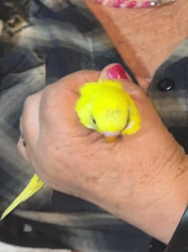 Pet birds observed in cages across Santiago