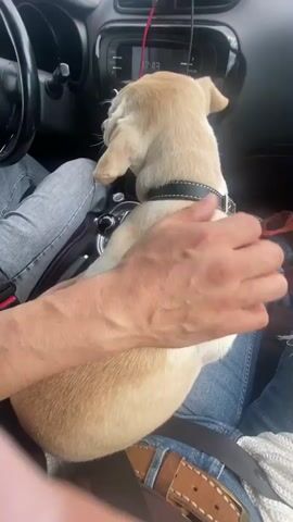 A close-up shot captures a light-colored dog, possibly a lab mix, sitting on someone's lap inside a car. The dog is wearing a black collar with white stitching and a silver buckle. A person's hand, with visible veins, is gently stroking the dog's back, just behind its collar. The person appears to be wearing blue jeans and a brown belt. The car's interior is visible, including part of the dashboard with a car stereo display, a steering wheel, and a phone mounted on the windshield. Another person wearing ripped blue jeans is seated next to the dog. The overall impression is one of a calm and affectionate moment between a person and their pet during a car ride. The video is shot from a first-person perspective, looking down at the dog and the surrounding car interior.