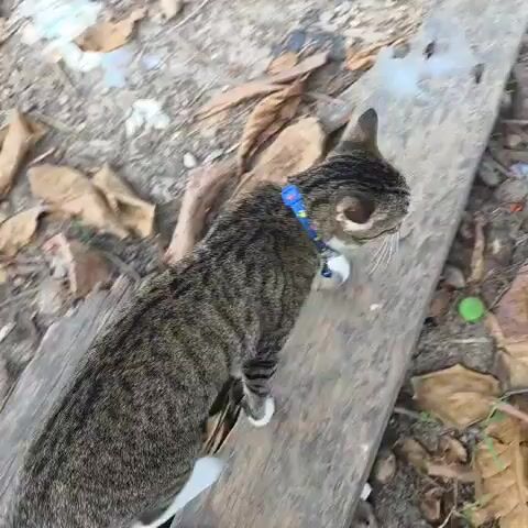 A tabby cat walks across a wooden plank. The cat has a blue collar and a white patch on its hind leg. The ground is covered with dirt, leaves, and small rocks. A person's foot in a sandal is visible on the right side of the frame. The video is shot from a high angle, looking down at the cat.