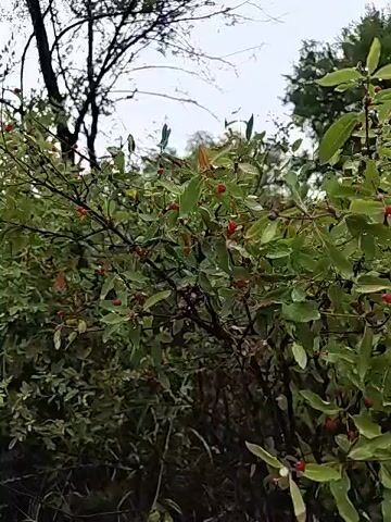 The video shows a close-up of a shrub with green leaves and small red berries. The leaves appear wet, suggesting recent rain or dew. The shrub is dense, with many branches and berries visible. The background is blurred, but it appears to be an outdoor environment with trees and foliage. The lighting is overcast, giving the scene a muted tone. There are no people or animals visible in the video.