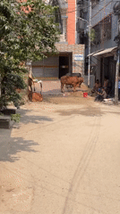 Early morning street life documented in Dhaka residential area