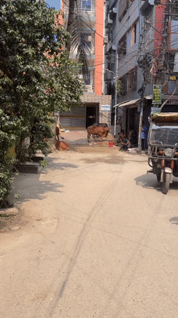 Early morning street life documented in Dhaka residential area