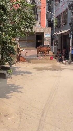 Early morning street life documented in Dhaka residential area