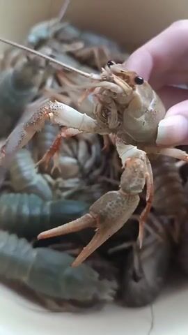 A hand with a ring is holding a crawfish in the foreground. The crawfish is light brown and green with prominent claws and eyes. In the background, a pile of crawfish are visible, mostly dark green in color. The environment appears to be a container or bowl.