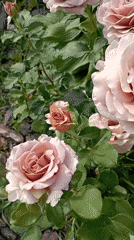 Roses, bees, and a garden cat in Radisne, Ukraine