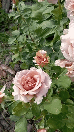 Roses, bees, and a garden cat in Radisne, Ukraine