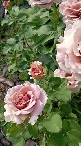 Roses, bees, and a garden cat in Radisne, Ukraine
