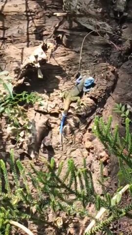 A medium, top-down shot shows a blue-headed lizard perched on a section of brown tree bark, surrounded by scattered debris, sparse vegetation, and pine-like plant life. The lizard is facing towards the top of the frame, and is still. The lighting appears natural, with varying shades of light and shadow on the bark and surrounding foliage. The camera remains static throughout the shot.
