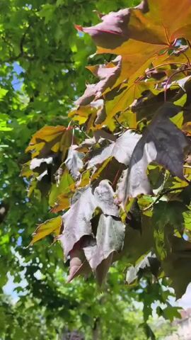 This video shows a close-up view of leaves on a tree, with a blurred background of more leaves and a hint of blue sky. The leaves in focus are a mix of green, yellow, and a deep reddish-purple, suggesting a transition from summer to autumn or a variety of foliage on the same tree. The lighting indicates it is daytime, likely with bright sunlight filtering through the leaves, creating dappled shadows and highlights. The focus is sharp on the leaves, drawing attention to their textures and veins. The overall impression is one of natural beauty and the changing seasons. No people, objects, or text are visible. The location context of Ongar, Ireland, suggests this is likely an outdoor setting, possibly a park, garden, or roadside. The weather appears to be pleasant, with clear skies visible in the background. The gentle movement of the leaves implies a light breeze. There are no specific events or activities taking place; the video focuses solely on the natural elements.