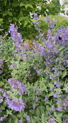 Purple flowering bush documented in Izhevsk garden