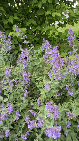 Purple flowering bush documented in Izhevsk garden