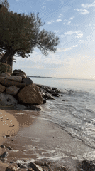 Morning beach walk with dog in Mont-roig del Camp
