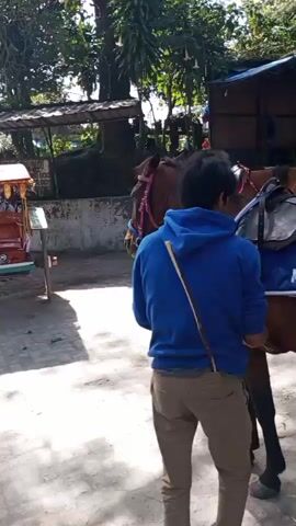 The video shows a street scene with several horse-drawn carriages. In the foreground, a person wearing a blue hoodie and khaki pants stands facing away from the camera, holding a long, thin object. To the left, a colorful horse-drawn carriage with a red canopy is visible. Behind it, another horse-drawn carriage with a yellow canopy is partially obscured. Further to the left, a brown horse is attached to a carriage. In the background, there are trees and buildings. The ground appears to be paved with light-colored bricks. The lighting suggests it is daytime with sunlight casting shadows. The overall impression is of a tourist area where horse-drawn carriage rides are offered.