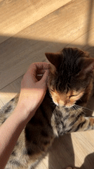 Bengal cat enjoys morning sunbath on hardwood floor