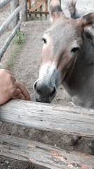 Hands-on time with horses and donkeys at Ciechanowiec open-air museum