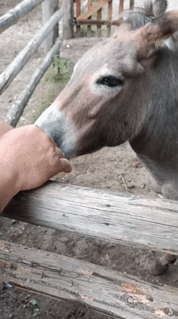 Hands-on time with horses and donkeys at Ciechanowiec open-air museum